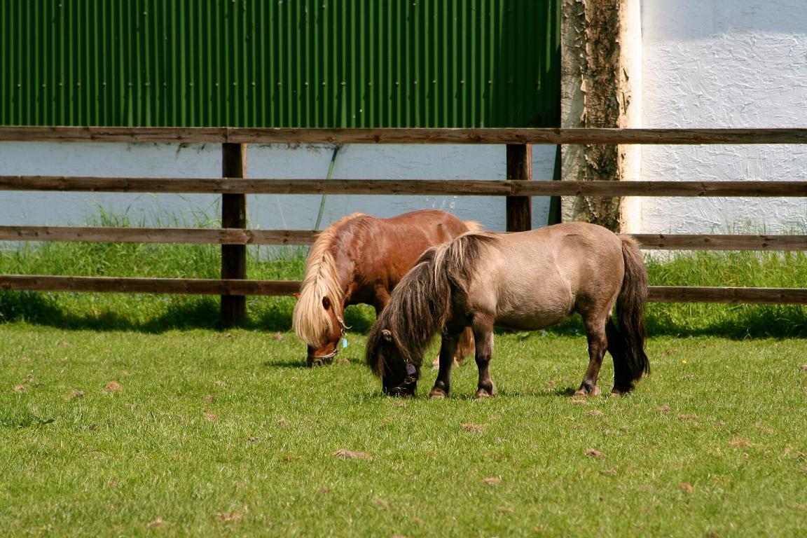 Deux Falabella en Irlande. - Karri Huhtanen Follow 