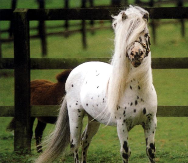 Falabella à la robe tachetée - Captain E H Eckholdt — Susan Eckholdt - www.falabellahorses.com