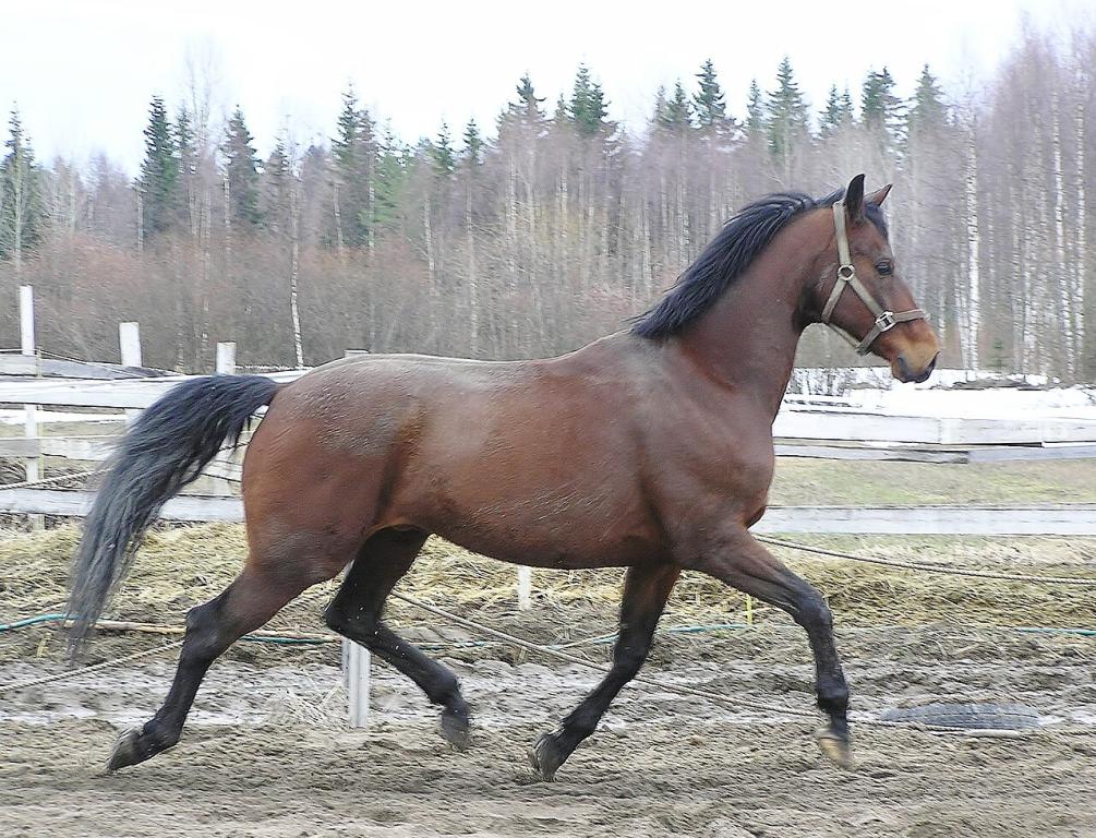 Finlandais sang-chaud bai au trot - Photo : Sini Merikallio — Flickr: FWB