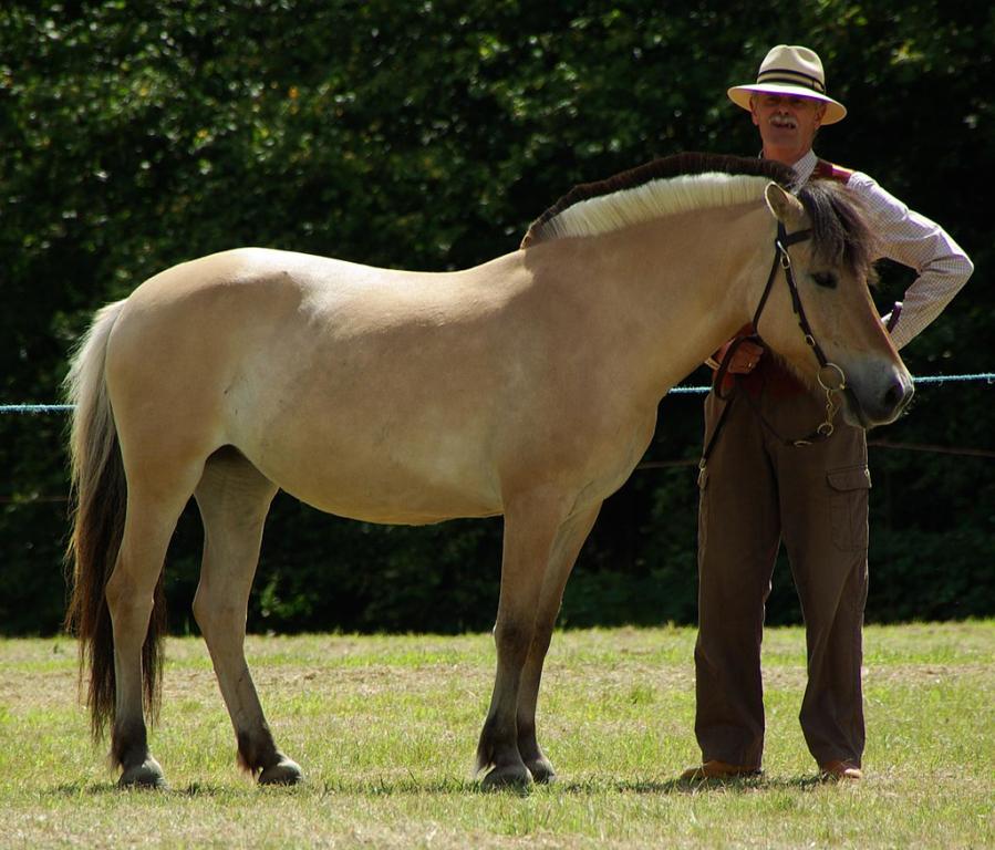 Un poney Fjord au Collette's Horse Show - Fjord_Pony_at_Collettes_Horse_Show_August_2011.jpg: Œuvre dérivée de Lil Shepherd : Nordlicht8 — Ce fichier est dérivé de : Fjord Pony at Collettes Horse Show August 2011.jpg: