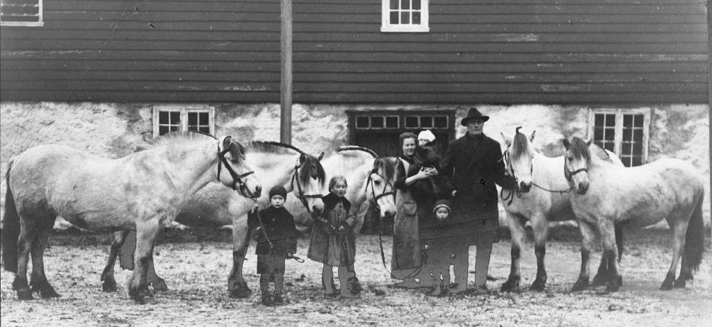Chevaux Fjords à Rosendal Avlsgard (Norvège) en 1922.