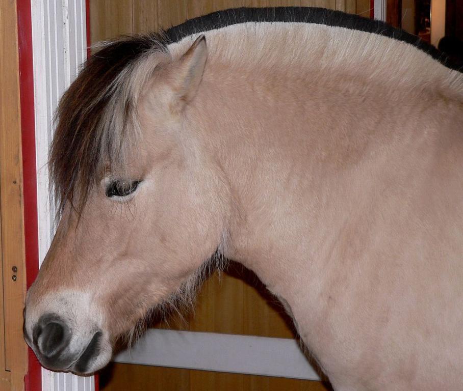 Tête d'un cheval Fjord. - BS Thurner Hof 