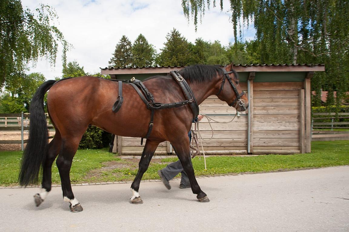 Natif des Aiges, étalon Franches-Montagnes du Haras national suisse, représente le type adapté à l'attelage  - CC BY-SA 3.0 - Ludovic Péron 