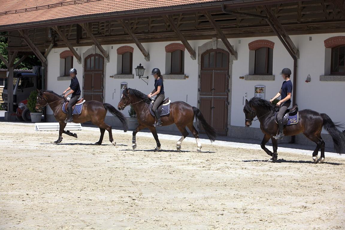Groupe de Franches-Montagnes sous la selle au haras national suisse. - CC BY-SA 2.0 fr - Photograph by Rama