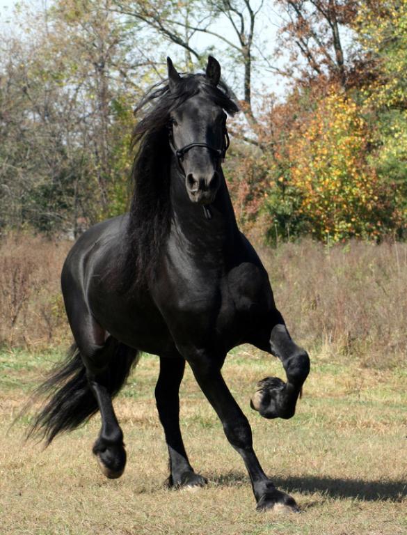 Cheval frison mâle