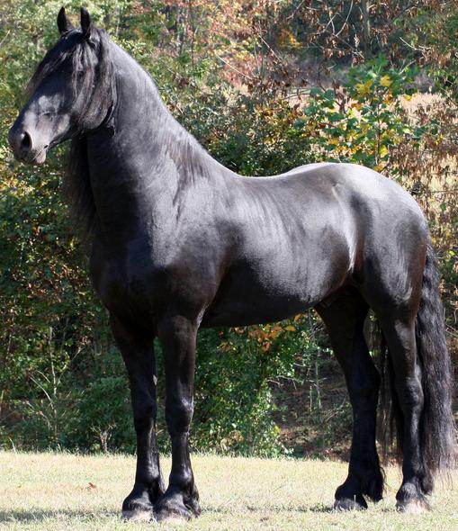 Cheval Frison, au modèle.