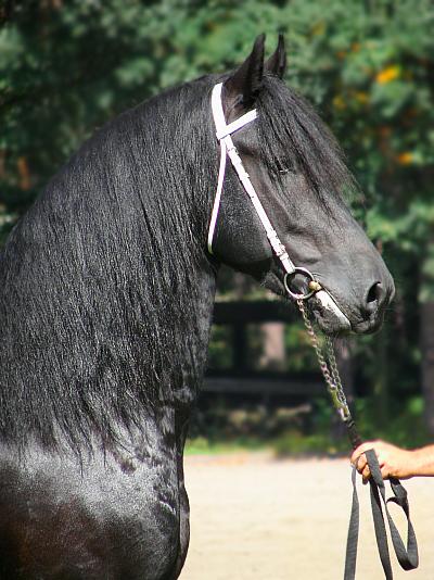 Cheval Frison - Adulte en licol, vu de profil.