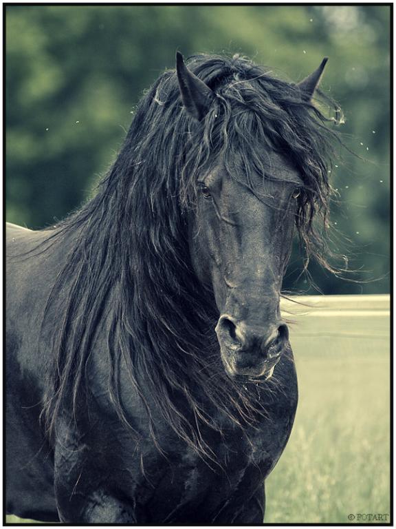 Cheval Frison - Vu de face 