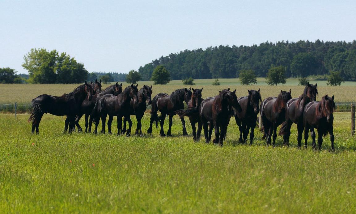 Groupe de juments Frison, dans une pâture.