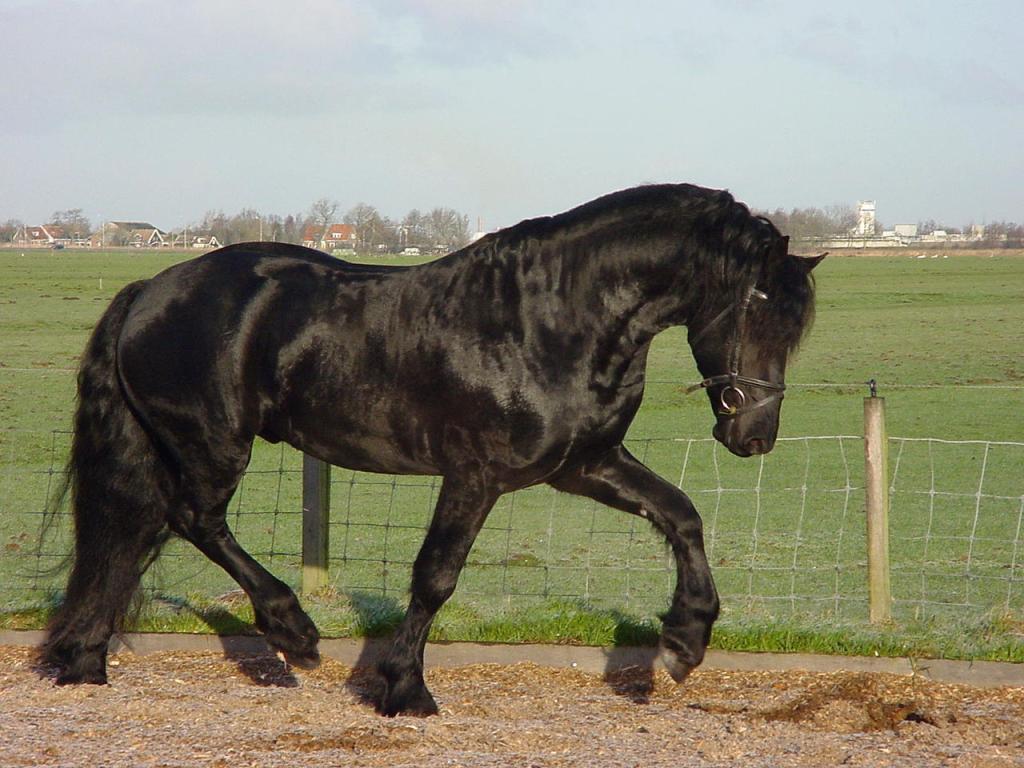 Cheval Frison au trot.