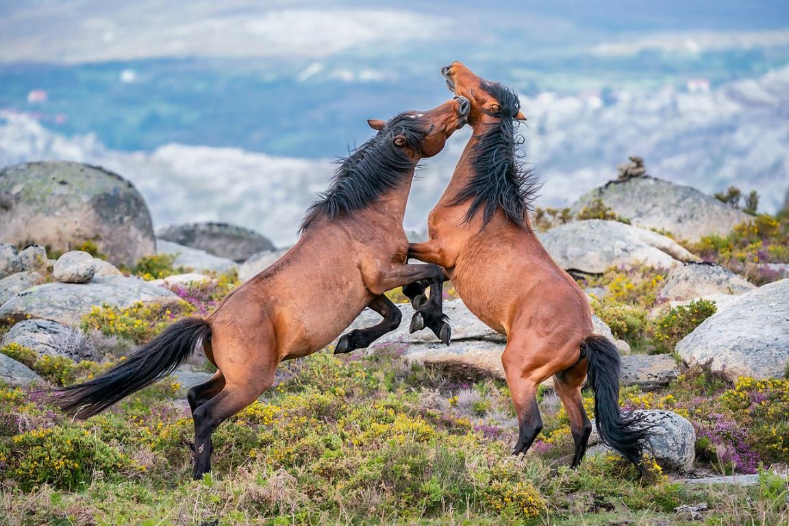Combat entre deux Garrano dans le parc national de Peneda-Gerês, Portugal. - CC BY-SA 4.0 - Norberto Esteves 