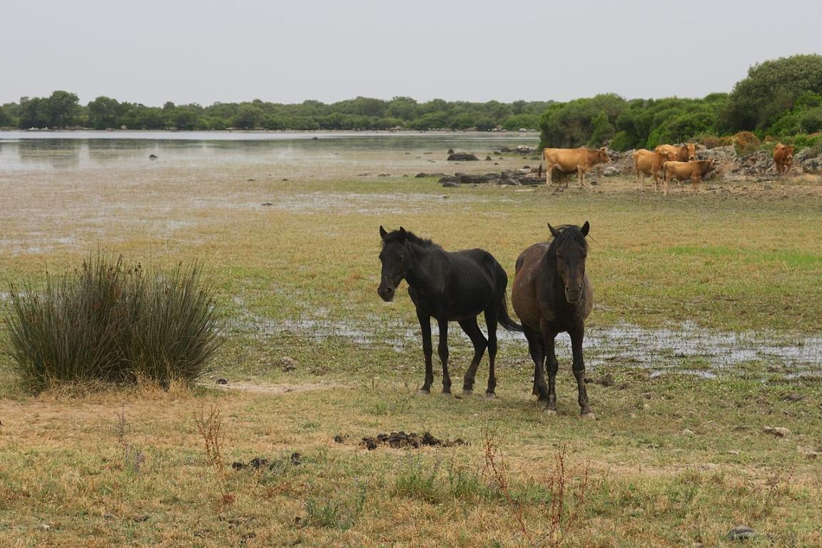 Chevaux de la Giara en semi-liberté avec des bovins. - CC BY-SA 3.0 - Javier Sanchez Portero 
