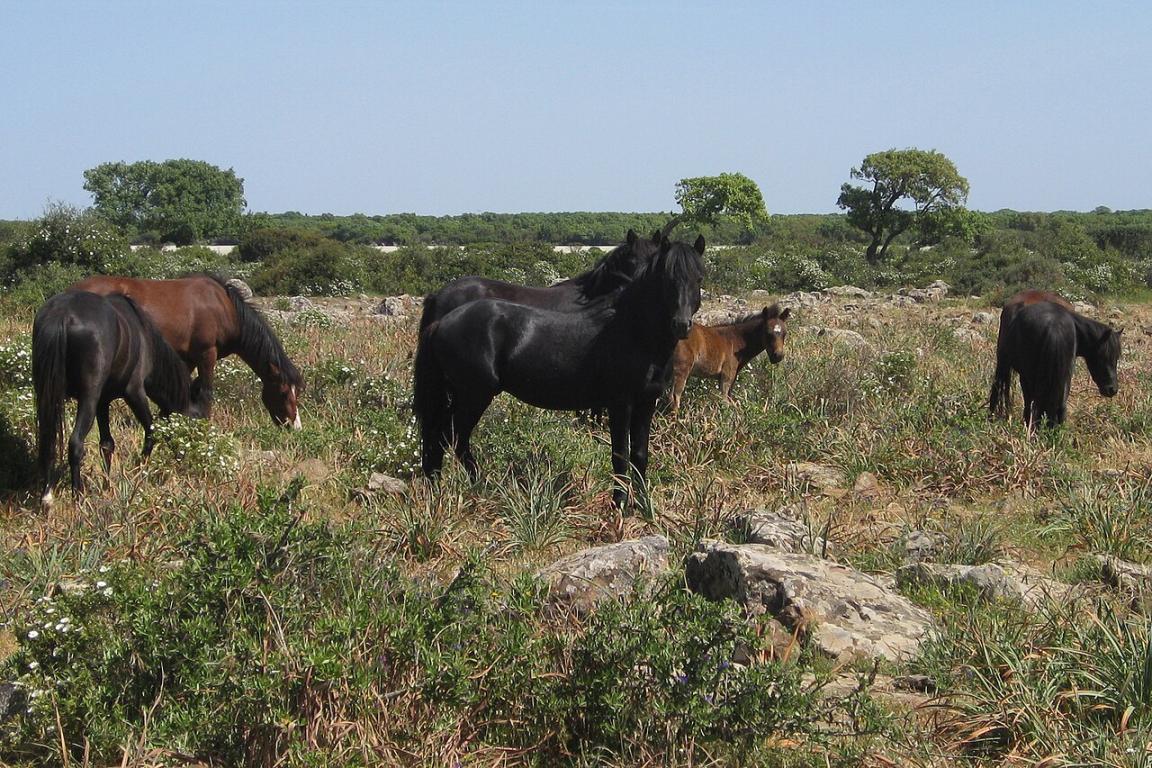 Groupe de chevaux de la Giara à Gesturi. - CC BY-SA 3.0 - Helga Steinreich 