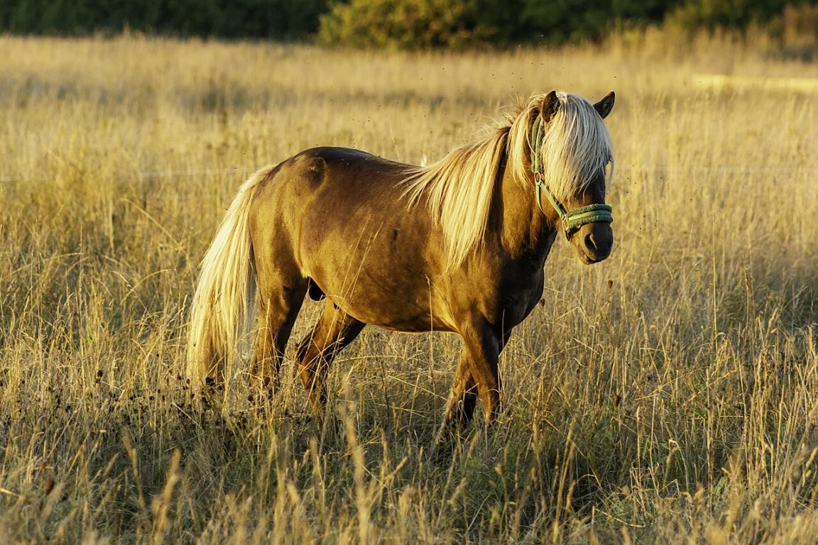 Poney alezan aux crins lavés sur l'île de Gotland, en août 2016. - Photo : Bene Riobó 