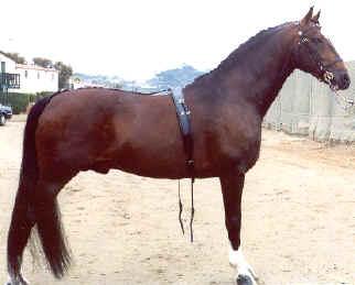 La photo de l'étalon Hackney Horse, CANADANCE, a été prise et appartient à Panache Hackney Horse Farm, Cathlamet WA, tout comme CANADANCE. - Photo : Panachehh