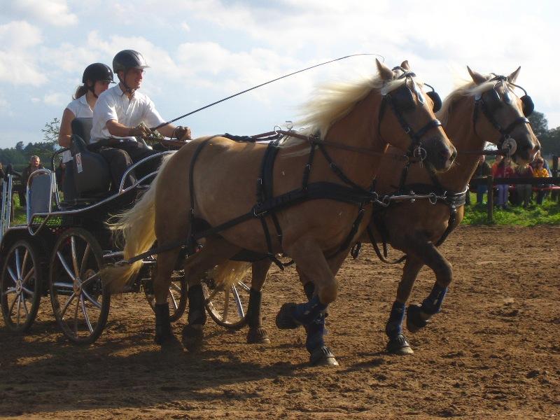 Paire de Haflinger en compétition d'attelage. - Haflingermaus