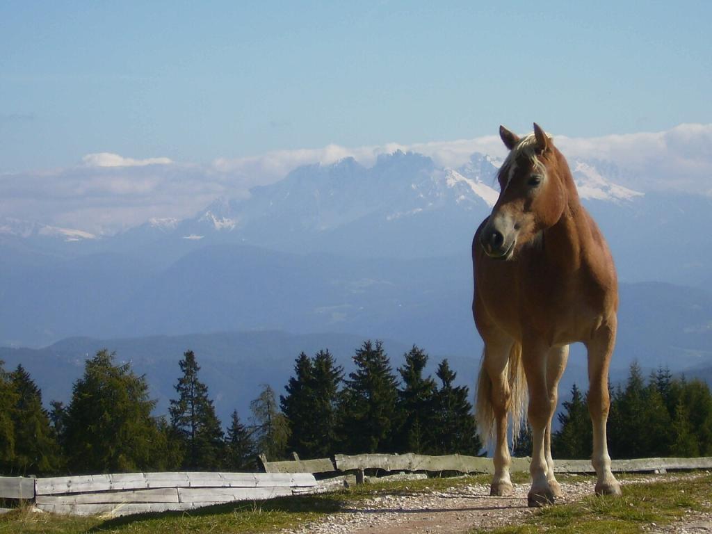 Un Haflinger dans son berceau d'origine, le Tyrol du Sud. - Jon Shave 