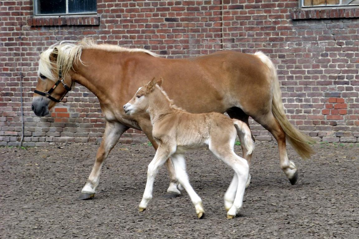 Jument Haflinger avec son poulain. - Photo : Matthias Walther