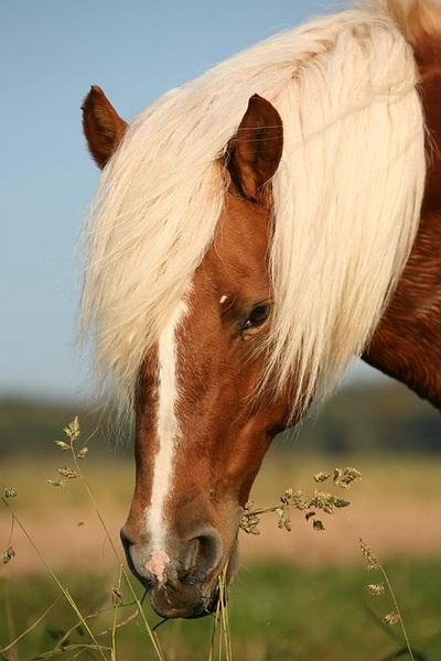 Détail de la tête d'un Haflinger avec une liste, marque blanche ici bien visible. - Photo : Hans-Jörg Hellwig 