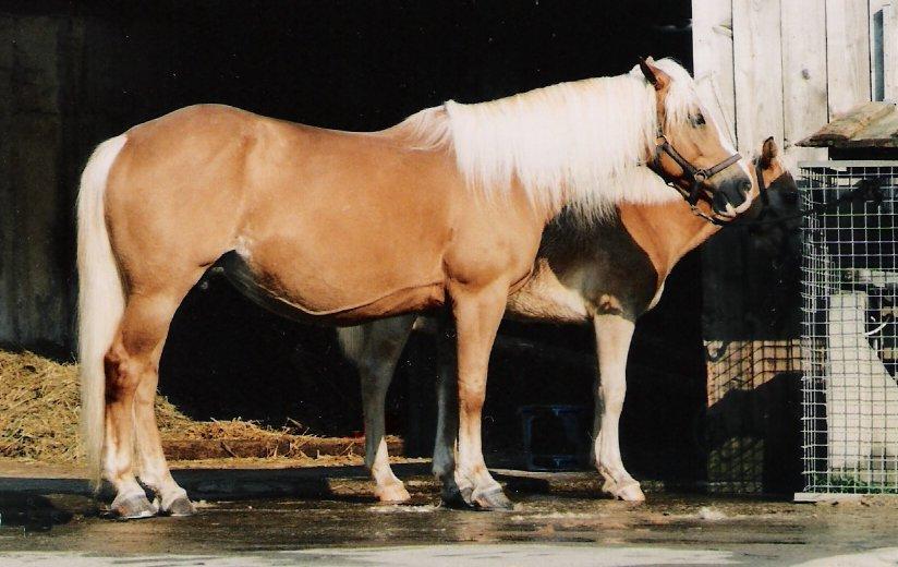 Haflinger Alezan doré. - Photo : Dominik Hundhammer
