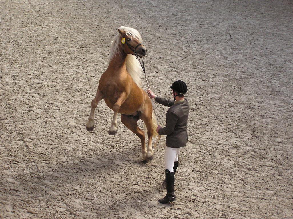 Halflinger dressage - Photo : Karakal 