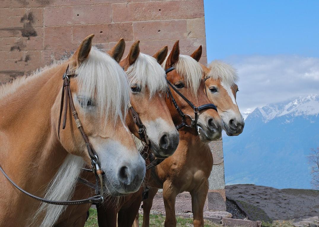Groupe de Haflingers, montrant bien leurs similitudes de robe et de modèle. -  Photo : Julian Berry 