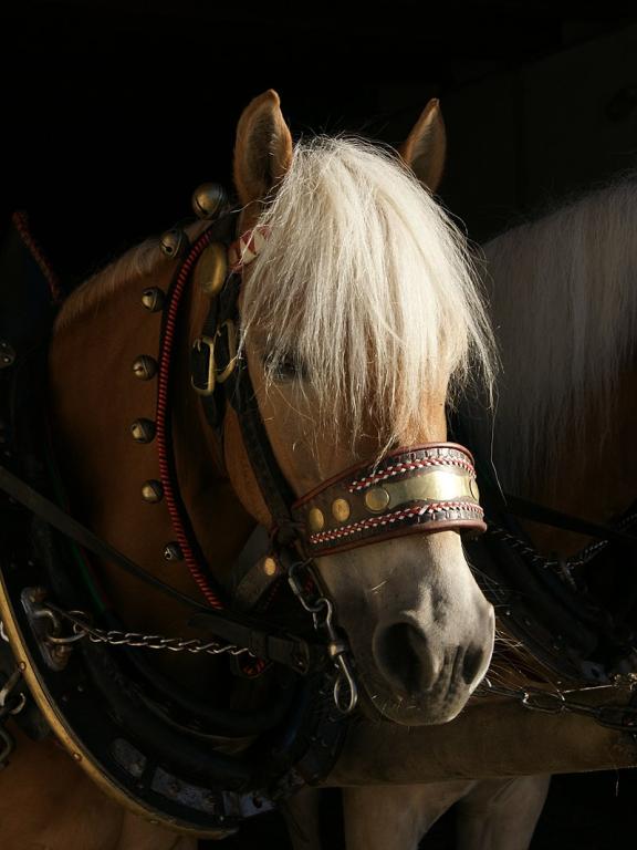 Haflinger équipé pour la traction, photographié à Au Rehmen. - Photo : Böhringer Friedrich