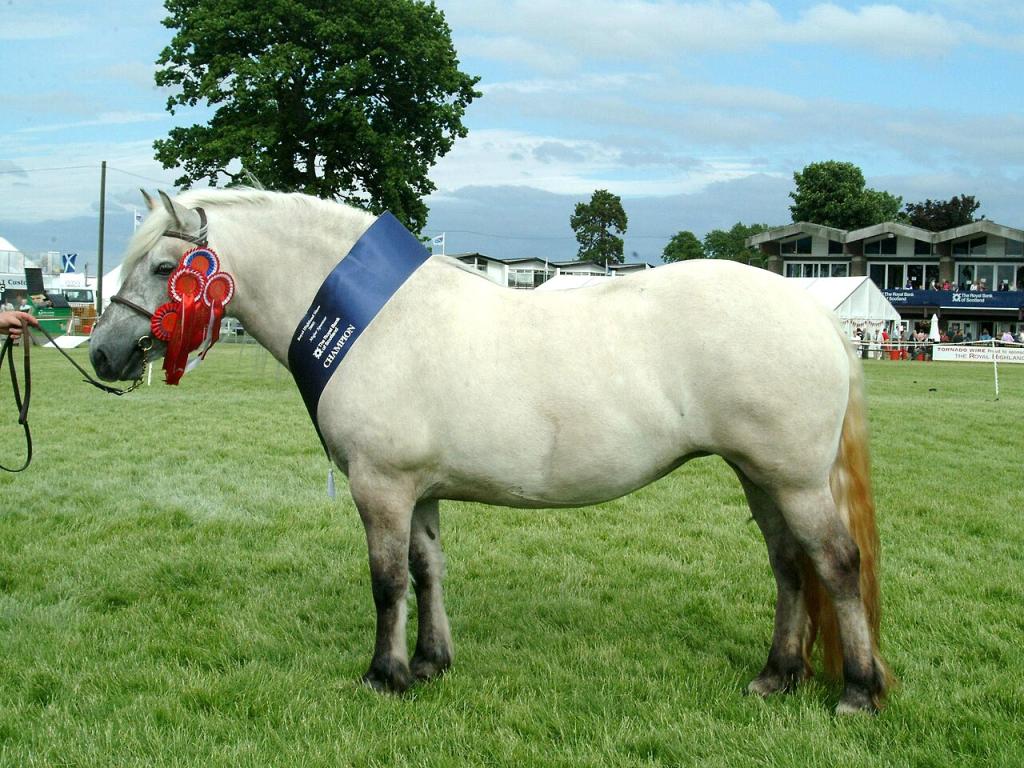 Poney Highland primé lors du Royal Highland Show (en) de 2005, présentant une obésité visible. -  CC BY-SA 3.0 - Confuslefu 