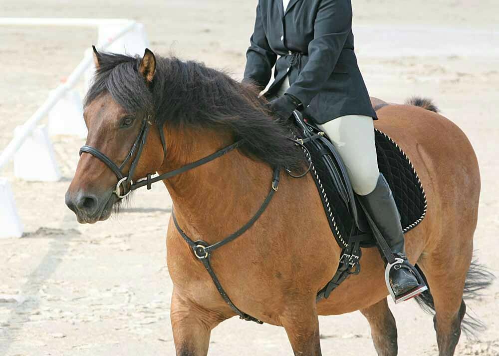 Poney Highland monté en selle anglaise - CC BY 2.0 - Heather Moreton 