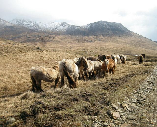 Poneys Highland semi-sauvages de l'île de Rùm. - CC BY-SA 2.0 - Lisa Jarvis