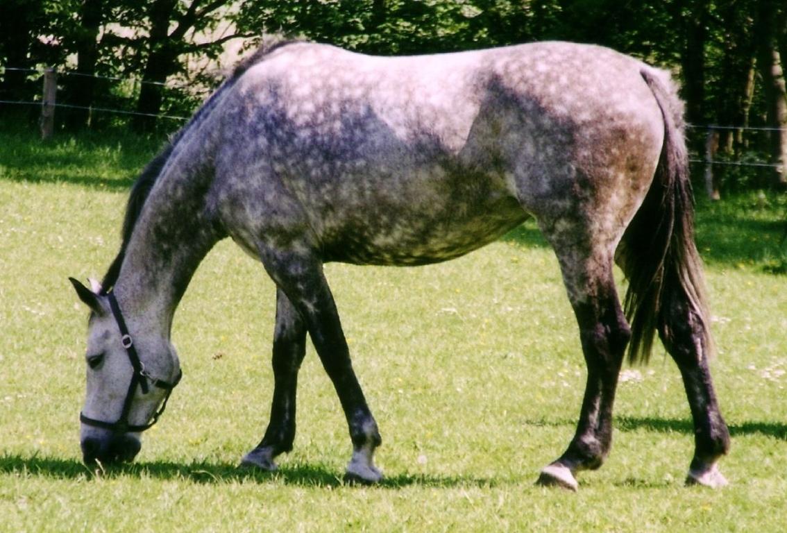 Horse image