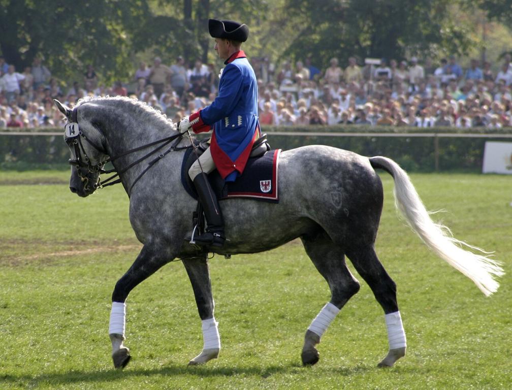 Un cheval Holsteiner moderne