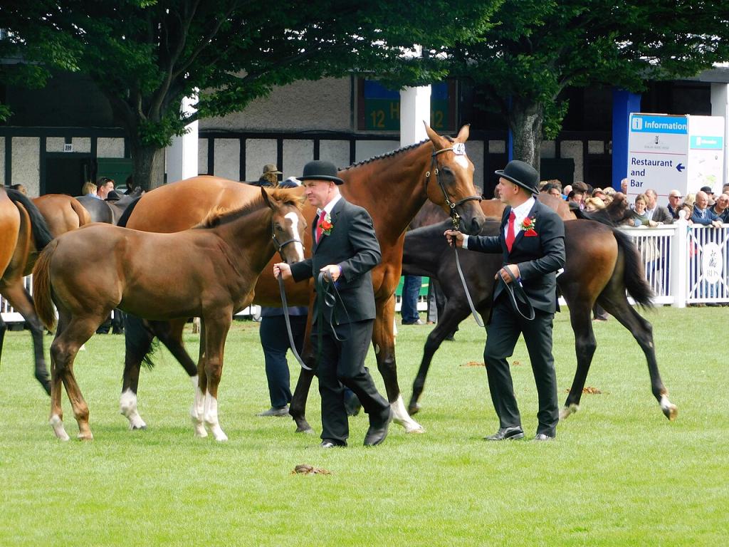 Présentation de chevaux et poulains ISH au Dublin Horse Show de 2017. - CC BY-SA 4.0 - Photo : Wasechun tashunka 