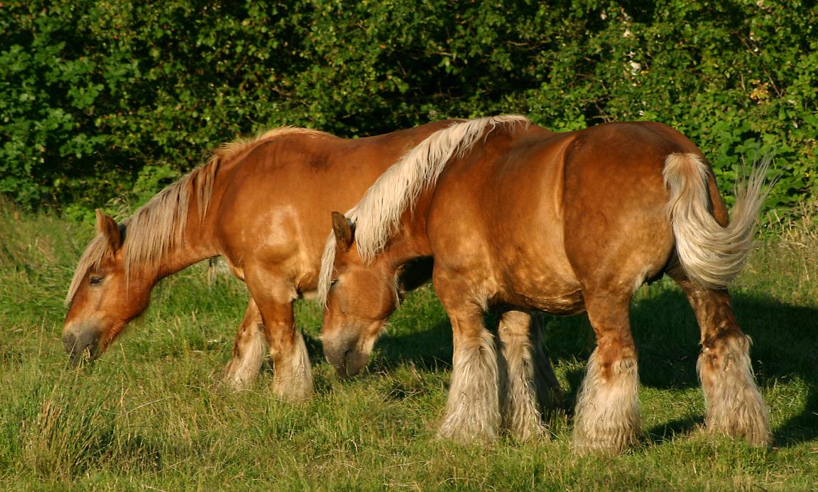 Horse image