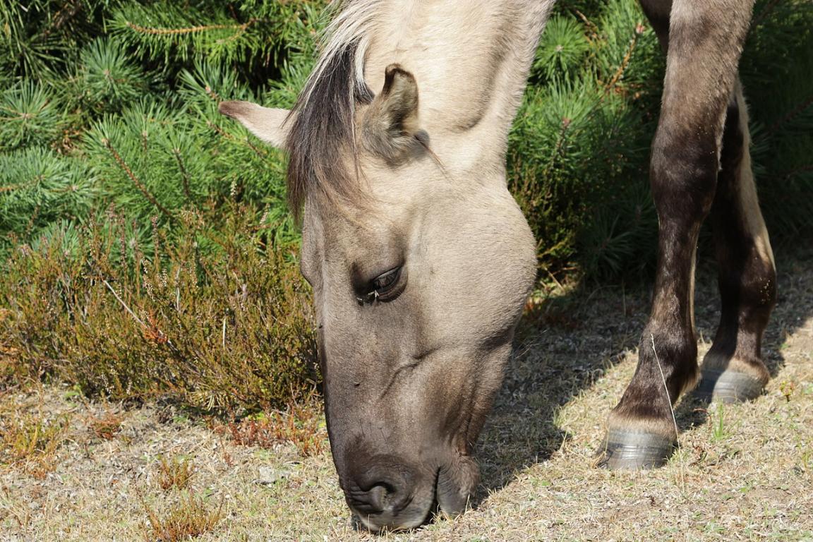 Tête Konik vue de profil pendant le broutage - CC BY-SA 2.0 - Björn S... 