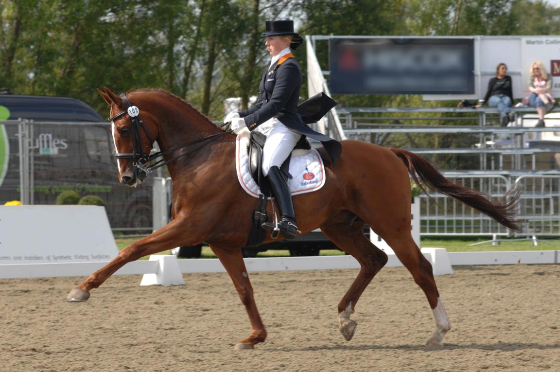 Trot allongé lors d'une compétition par Jenny Schreven ; KWPN (Cheval de sang chaud royal néerlandais) - Œuvre originale de : Utilisateur :Chefsna
