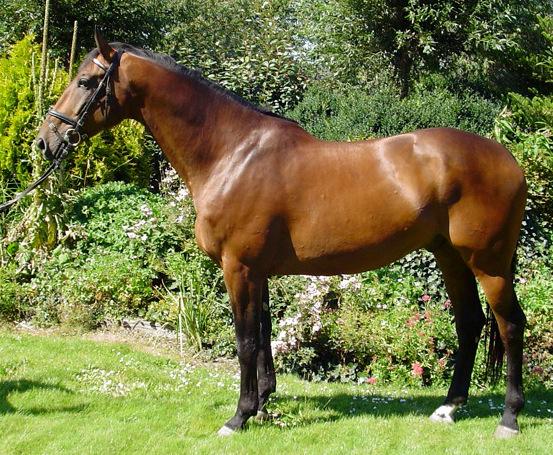 Cheval KWPN au modèle. - Remy Overkempe 