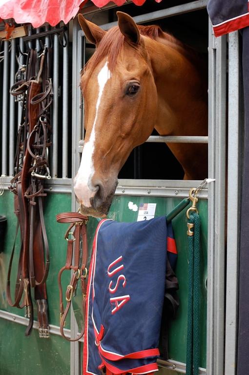 Tête d’un cheval KWPN. - CC BY 2.0 - Kristin Wolff