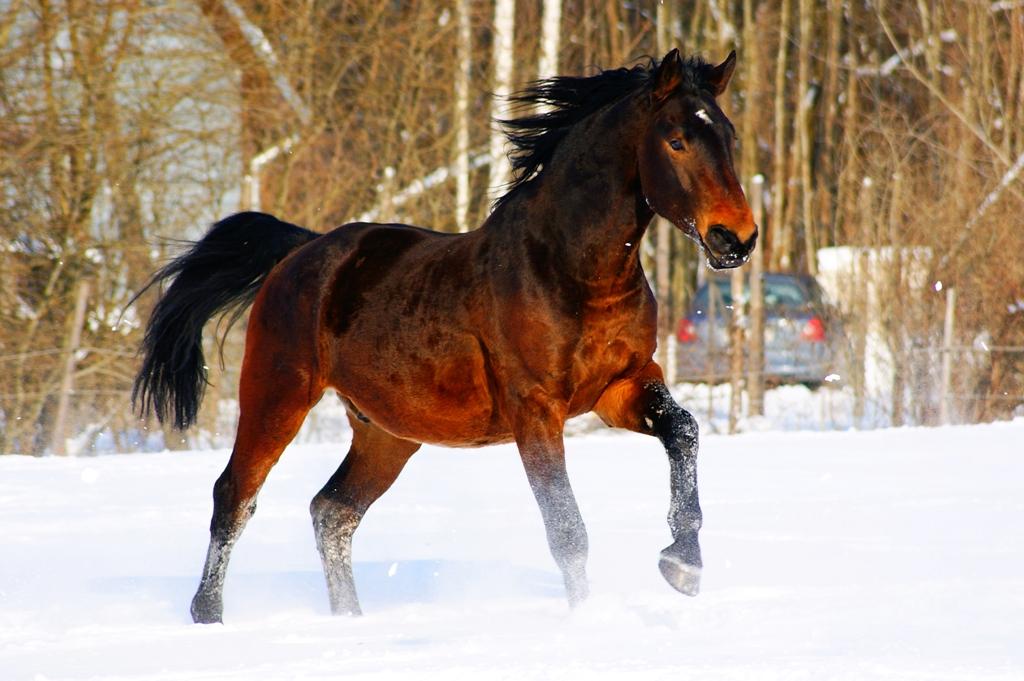 Cheval letton de type carrossier. - CC BY-SA 3.0 -  Ingii 