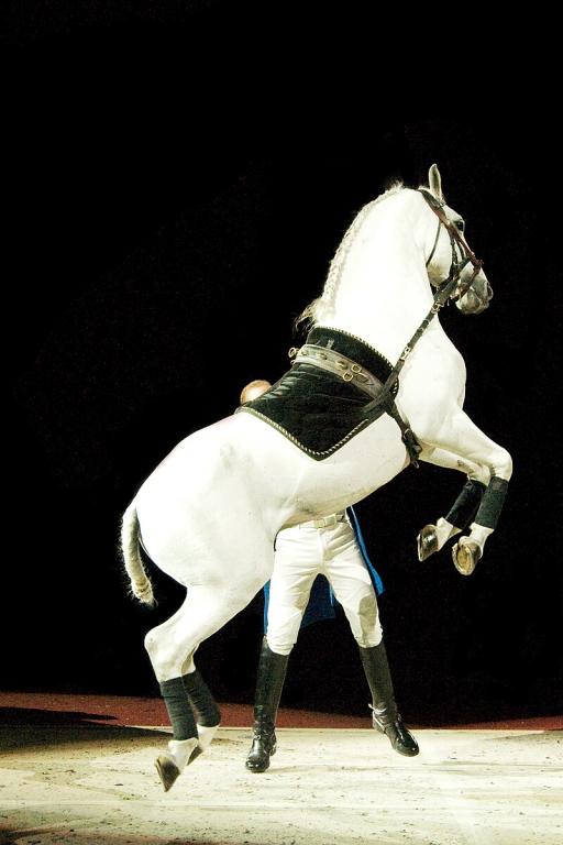 Cheval Lippizan - Tom Hammer 