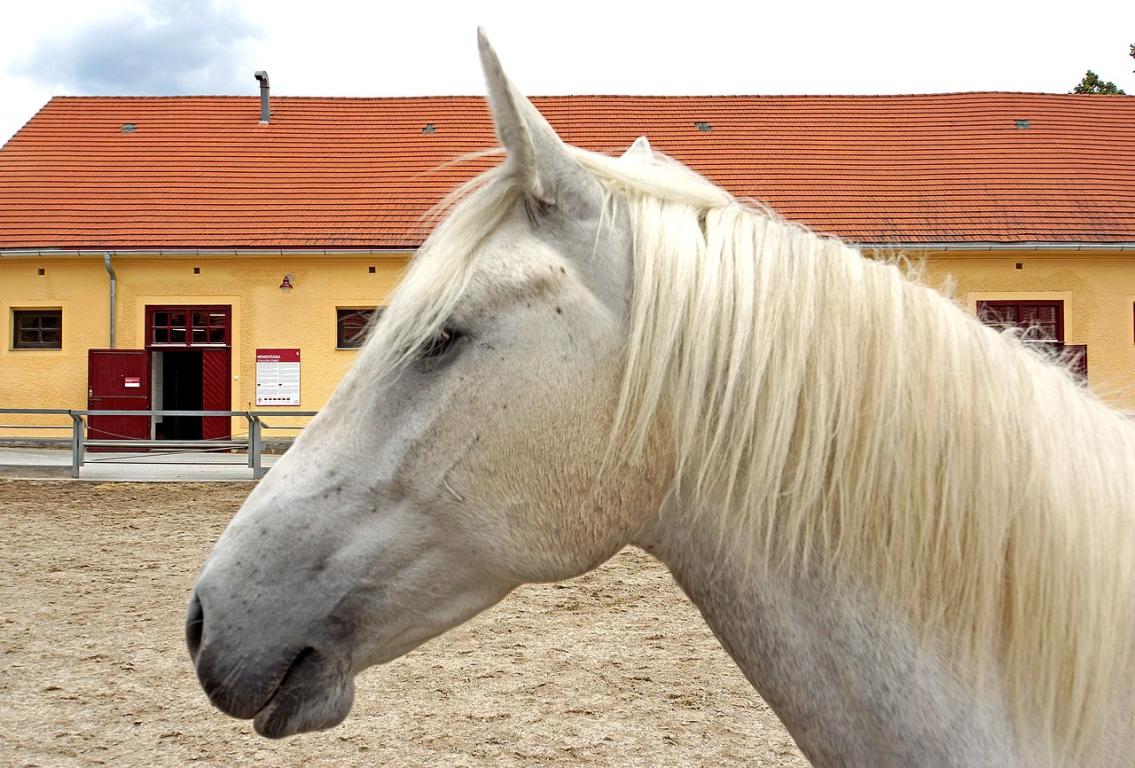 Tête d'un Lipizzan du haras de Piber. - Dennis G. Jarvis — Austria-01101 - A Beauty