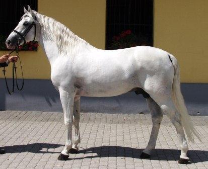 Étalon lipizzan du Haras national slovaque de Topolcianky, typé moderne - AtjanHop
