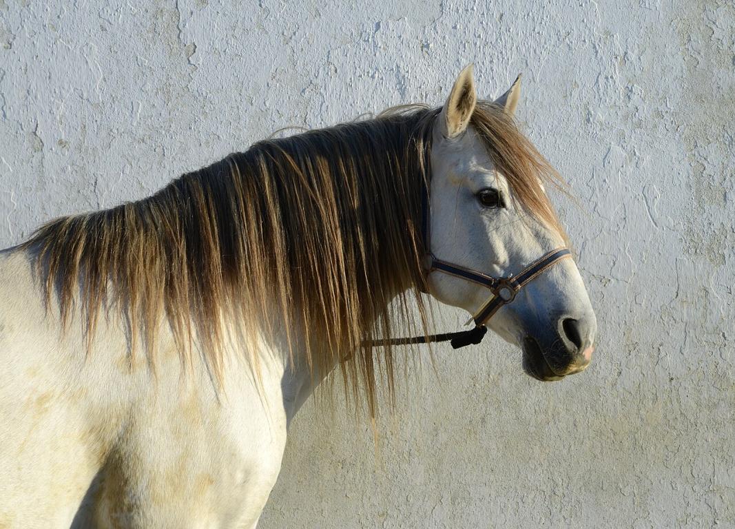 Tête d'un cheval lusitanien. - CC BY-SA 4.0 - Alvesgaspar 