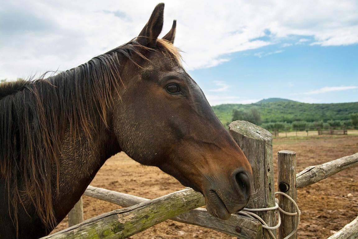 Tête d'un Maremmien du sud de la Toscane, vu de profil. - CC BY-SA 2.0 - alexcap76 