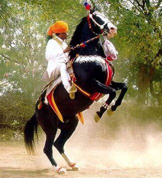 Cheval Marwari en démonstration au Rajasthan. - Lobsterthermidor