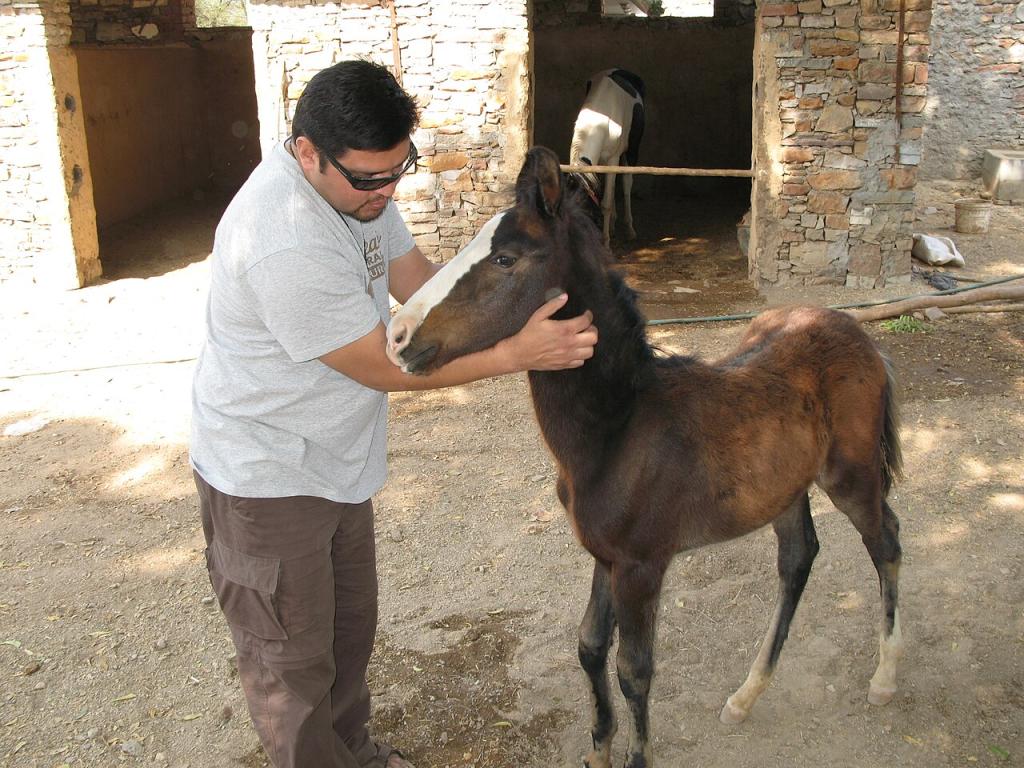 Poulain Marwari. - Christopher Macsurak 