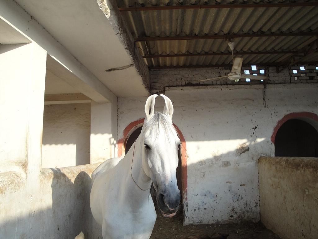 Cheval Marwari gris clair dans un village à l'est du Mârvar. Les robes claires sont réputées porter bonheur. - T.L. Thompson