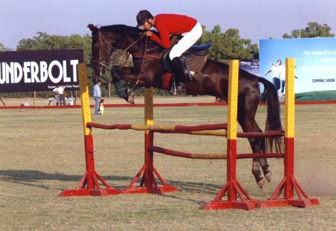 Un Marwari en démonstration de saut d'obstacles - Gaurav Joshi 