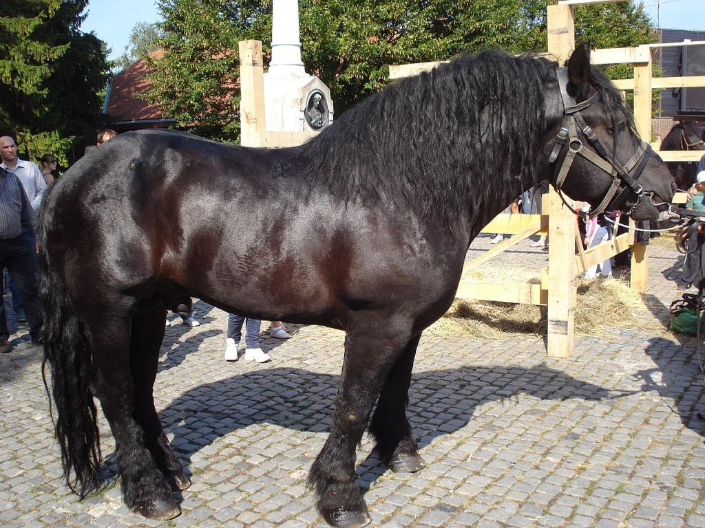  Međimurski konj (Međimurec), race de cheval de Medjimurje, nord de la Croatie, lors d'une exposition à Čakovec le 24 septembre 2011 - étalon noir - CC BY-SA 3.0 - Photo : Silverije
