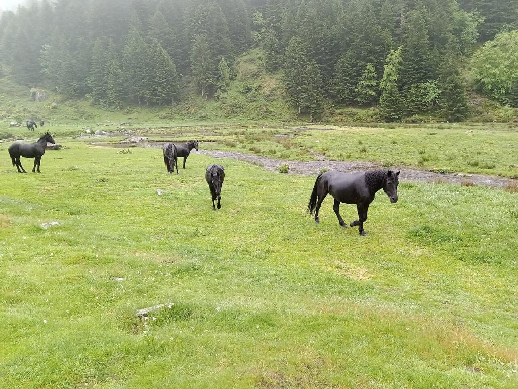 Chevaux de Mérens à L'Estagnol, sur la commune de Mérens-les-Vals.  - Photo : Rémih